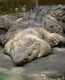 Turismo bioparque los ocarros